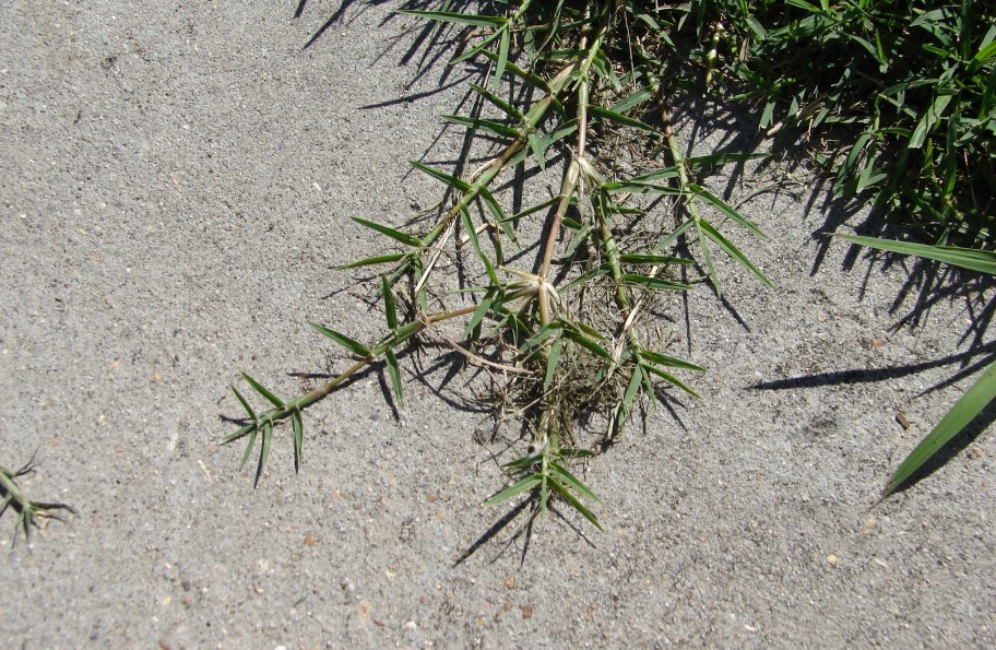 Common bermudagrassjpg